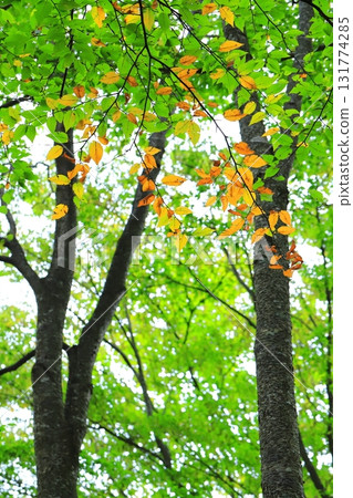 秋天的樹葉 131774285