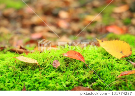 Autumn leaves Autumn leaves 131774287