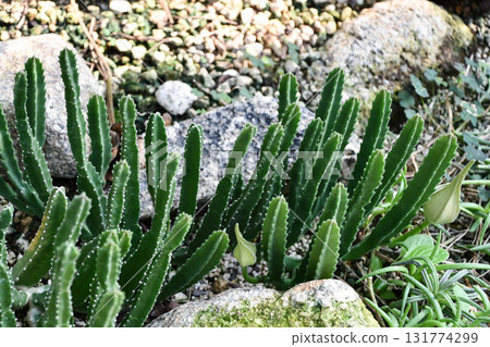 巨型葡萄球菌 131774299