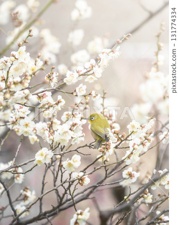 A Japanese white-eye sucking nectar from plum blossoms (Hanegi Park) 131774334