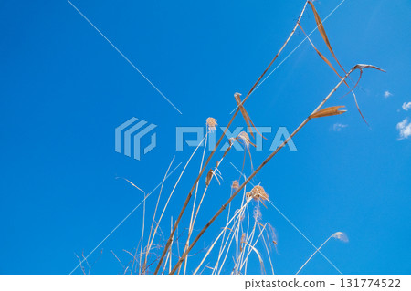 silver grass, zebra grass, cion 131774522