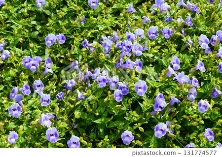 藍豬耳‘夏日薄霧’ 叉花‘夏日薄霧’ 131774577