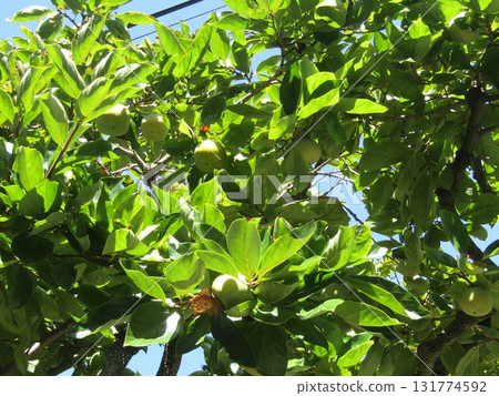 Persimmons are ready for harvest Persimmons are ready for harvest 131774592
