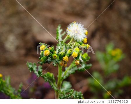Field daisies blooming on the Arakawa riverbed in early spring 131774910