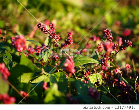 秋天荒川河床上盛開的紅紫色虎杖 131774915