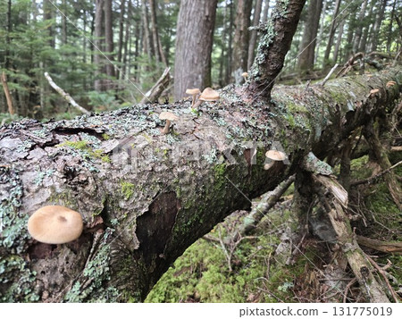Mushrooms on a fallen tree 131775019