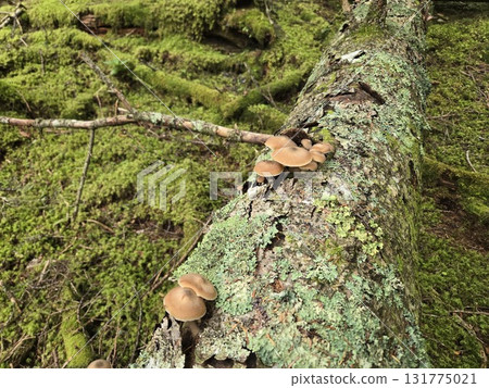 苔蘚森林中的蜜環菌 131775021