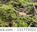 苔蘚森林中的單隻蘑菇 131775022