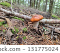 森林垃圾中的光滑蘑菇 131775024