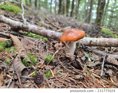 森林垃圾中的光滑蘑菇 森林垃圾中的光滑蘑菇 131775024