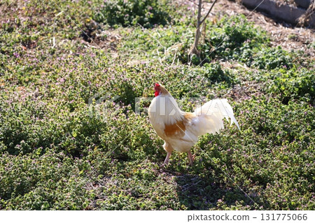 Chickens walking around Chickens walking around 131775066
