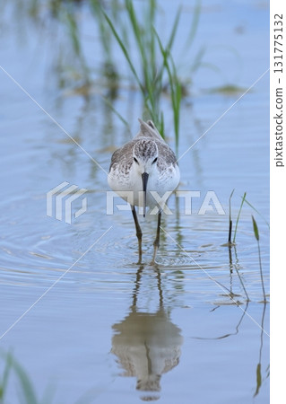 Animals, Wild Birds, Greenshank, from the front. From the position of the eyes, it seems like you can see the tip of the beak clearly. 131775132