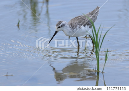 Living creatures, wild birds, greenshanks, about 24cm long. They have a thin, straight beak and long legs, but the legs are not blue. Living creatures, wild birds, greenshanks, about 24cm long. They have a thin, straight beak and long legs, but the legs are not blue. 131775133