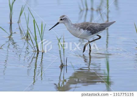野生動物:十月石垣島上的一隻青腳鷸。正值秋季遷徙。 野生動物:十月石垣島上的一隻青腳鷸。正值秋季遷徙。 131775135