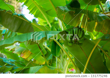 Unripe Bananas On A Banana Palm . Unripe Bananas On A Banana Palm . 131775246