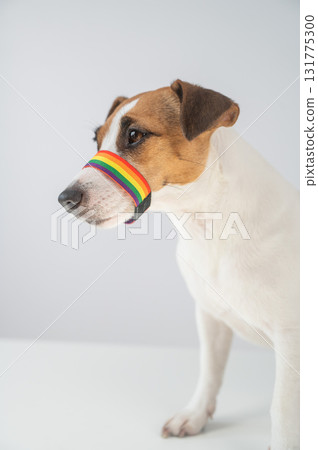 Jack Russell Terrier Dog Wearing Rainbow Flag Muzzle.  131775300