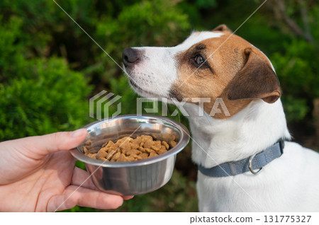 Sad dog turns away from food bowl. No appetite. Sad dog turns away from food bowl. No appetite. 131775327