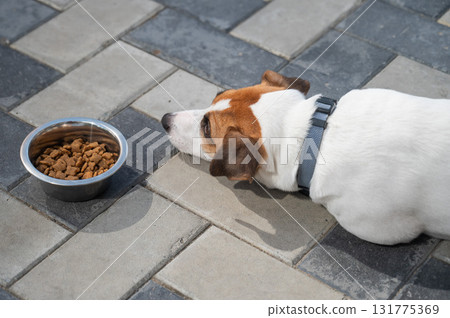Sad dog lies next to food bowl. No appetite. Sad dog lies next to food bowl. No appetite. 131775369