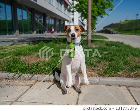 Adorable Dog with Waste Bag Ready for a Walk.  131775379