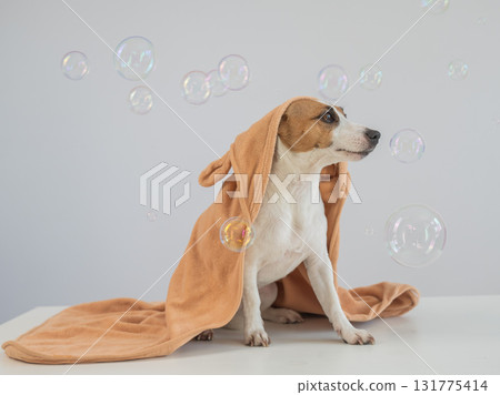 Jack Russell Terrier dog in a towel on a white background. Jack Russell Terrier dog in a towel on a white background. 131775414