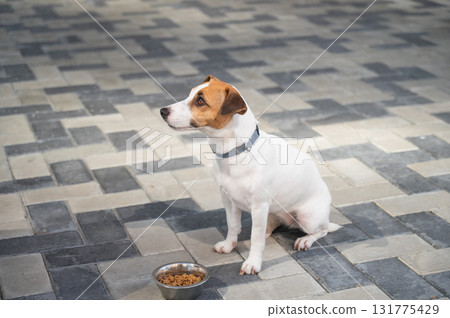 A Patient Dog Sitting by Its Food Bowl. A Patient Dog Sitting by Its Food Bowl. 131775429