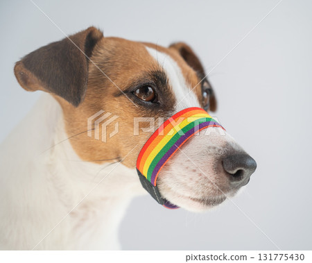 Jack Russell Terrier Dog Wearing Rainbow Flag Muzzle. Jack Russell Terrier Dog Wearing Rainbow Flag Muzzle. 131775430