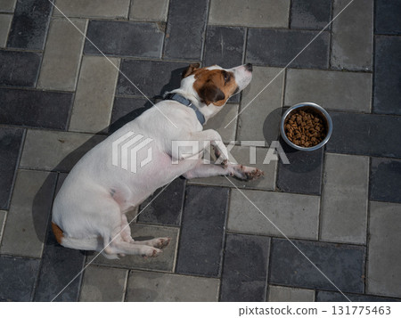 Sad dog lies next to food bowl. No appetite. Sad dog lies next to food bowl. No appetite. 131775463