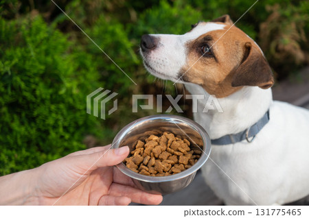 Sad dog turns away from food bowl. No appetite. Sad dog turns away from food bowl. No appetite. 131775465