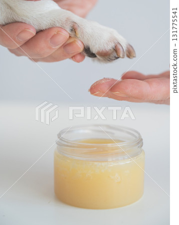 Woman applying wax to dog's paw.  131775541