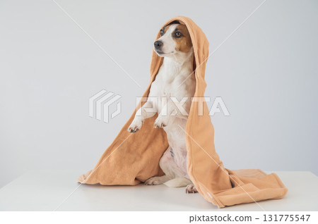 Jack Russell Terrier dog in a towel on a white background.  131775547