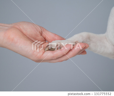 Close up of female hand and dog paw on white background. Close up of female hand and dog paw on white background. 131775552