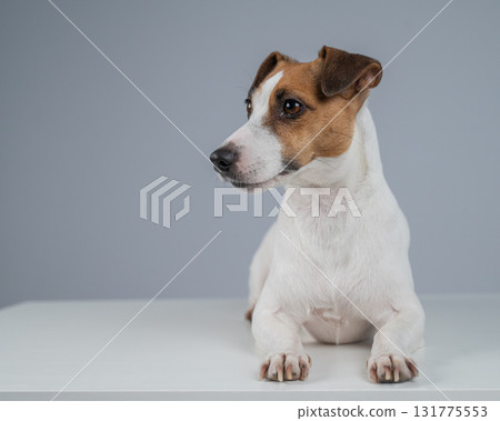 Adorable Jack Russell Terrier Posing Elegantly. Adorable Jack Russell Terrier Posing Elegantly. 131775553