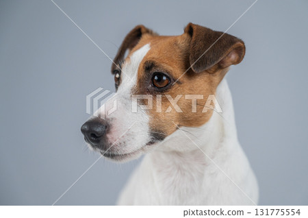 Adorable Jack Russell Terrier Posing Elegantly. Adorable Jack Russell Terrier Posing Elegantly. 131775554