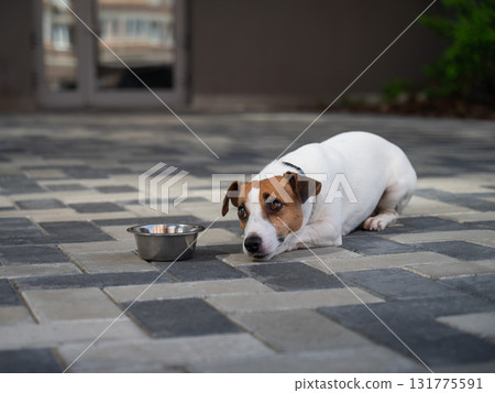 Sad dog lies next to food bowl. No appetite. Sad dog lies next to food bowl. No appetite. 131775591