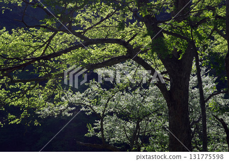 Oku-Nikko. The early summer greenery shines brightly. It's a vibrant season, with creatures bustling about in the lake. Oku-Nikko. The early summer greenery shines brightly. It's a vibrant season, with creatures bustling about in the lake. 131775598