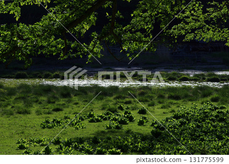 Oku-Nikko. The early summer greenery shines brightly. It's a vibrant season, with creatures bustling about in the lake. 131775599