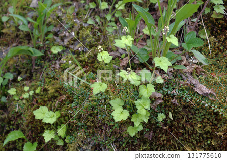 Oku-Nikko. The early summer greenery shines brightly. It's a vibrant season, with creatures bustling about in the lake. Oku-Nikko. The early summer greenery shines brightly. It's a vibrant season, with creatures bustling about in the lake. 131775610