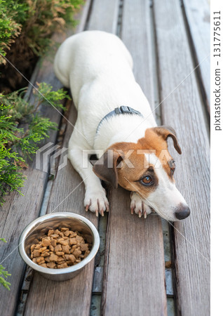 Sad dog lies next to food bowl. No appetite. 131775611
