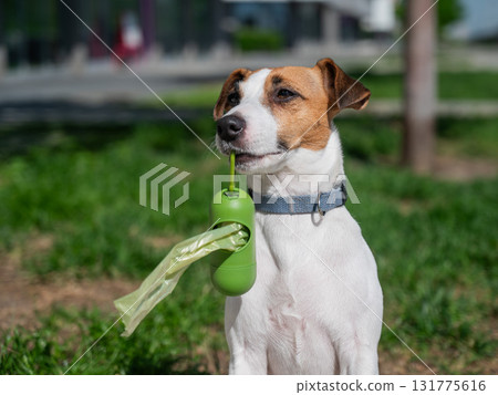 Adorable Dog with Waste Bag Ready for a Walk.  131775616