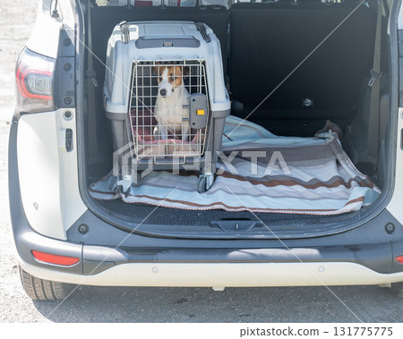 Jack Russell Terrier Dog in Travel Bag Animals in Car Trunk.  131775775