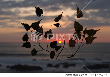 The sun is about to set, and the sky is a deep crimson. I wonder if something good has happened today. The leaves are dancing leisurely. 131775784