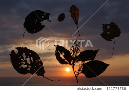 The sun is about to set, and the sky is a deep crimson. I wonder if something good has happened today. The leaves are dancing leisurely. The sun is about to set, and the sky is a deep crimson. I wonder if something good has happened today. The leaves are dancing leisurely. 131775786