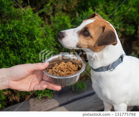 Sad dog turns away from food bowl. No appetite. Sad dog turns away from food bowl. No appetite. 131775798