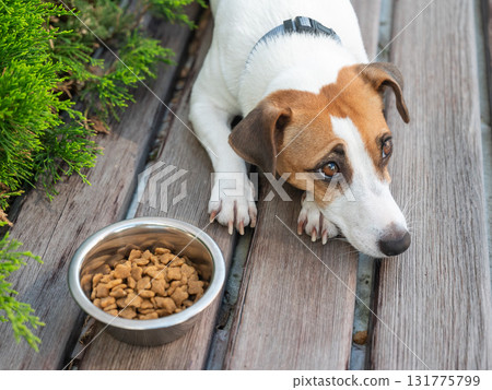 Sad dog lies next to food bowl. No appetite. 131775799