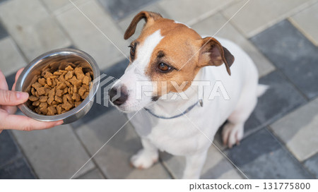 Sad dog turns away from food bowl. No appetite.  131775800