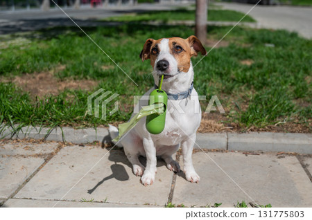 Adorable Dog with Waste Bag Ready for a Walk. Adorable Dog with Waste Bag Ready for a Walk. 131775803