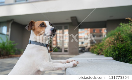 Jack Russell Terrier Dog Holding Apartment Keys. Jack Russell Terrier Dog Holding Apartment Keys. 131775804