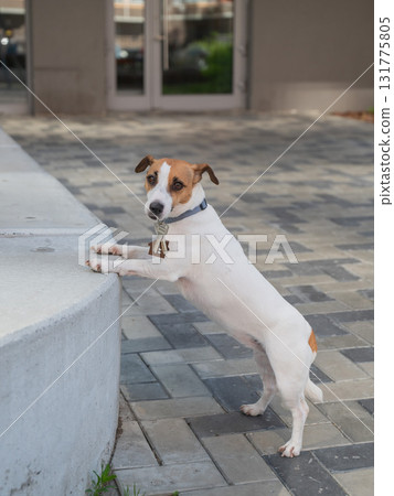 Jack Russell Terrier Dog Holding Apartment Keys. Jack Russell Terrier Dog Holding Apartment Keys. 131775805