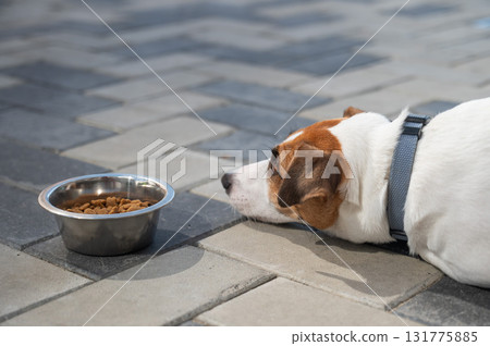 Sad dog lies next to food bowl. No appetite. Sad dog lies next to food bowl. No appetite. 131775885