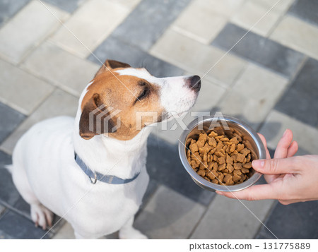 Sad dog turns away from food bowl. No appetite.  131775889